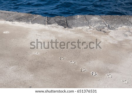 Imprints of a dog on the concrete in a street