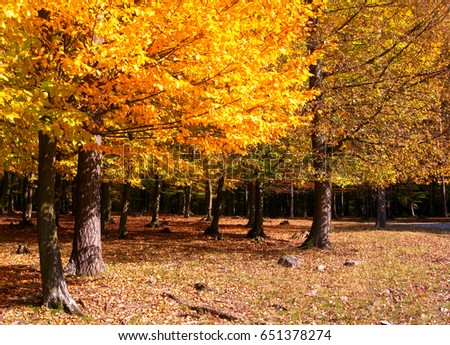 Colorful autumn trees with yellow leaves 