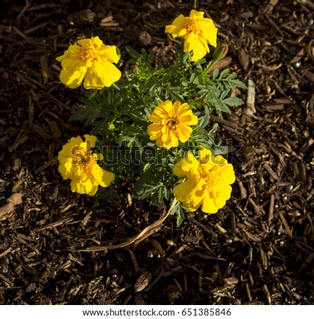 Common miniature marigold, genus Tagetes, or  species Calendula officinalis brighten up the autumn garden with   daisy-like flowers with ray and disc florets  in yellow, orange,  brownish red.