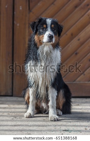 Australian shepherd male puppy wet after bath sitting in the sun