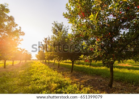 Red and sweet cherry trees in orchard - branch  in early summer Royalty-Free Stock Photo #651399079