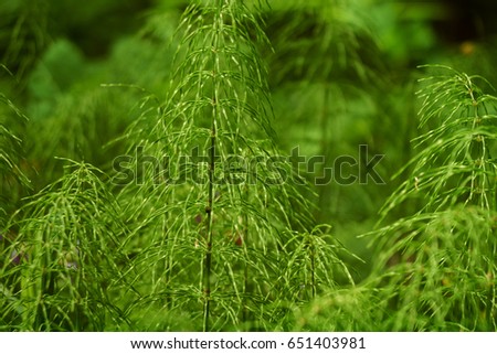 The picture of green forest foliage closeup