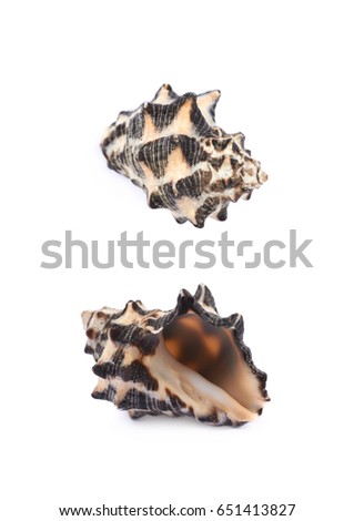 Decorational sea shell isolated over the white background, set of two different foreshortenings
