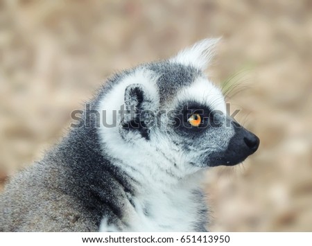 Black and white colored lemur or meerkat ape, close up shot.