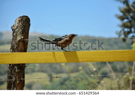 An agitated bird on a fence in Costa Rica