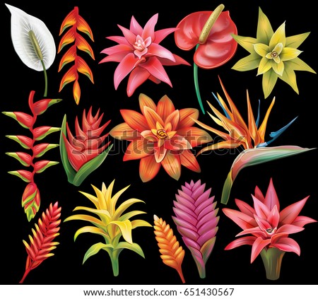 Set of Tropical Flowers Royalty-Free Stock Photo #651430567