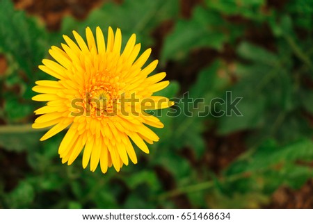 hello, good morning monday gerbera flowers yellow