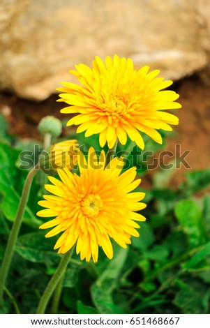 hello, good morning monday gerbera flowers yellow