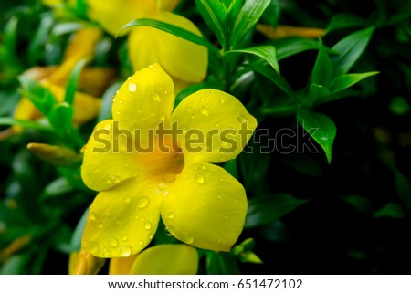 picture of yellow wild flowers closeup