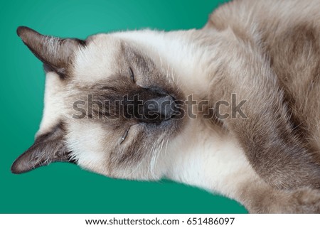 Cat sleeping. isolated on green screen.