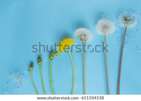Evolution concept, phases of dandelion growing, blue paper background.   Royalty-Free Stock Photo #651504538