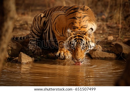 Tiger in the nature habitat. Tiger male drinking water. Wildlife scene with danger animal. Hot summer in Rajasthan, India. Dry trees with beautiful indian tiger, Panthera tigris