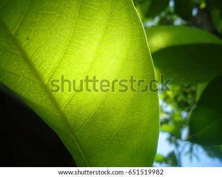 Light through the leaves Royalty-Free Stock Photo #651519982