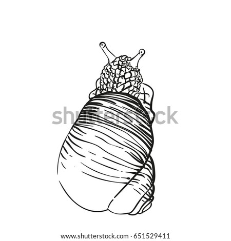 Sketch of snail isolated on white, View from above, Hand drawn illustration