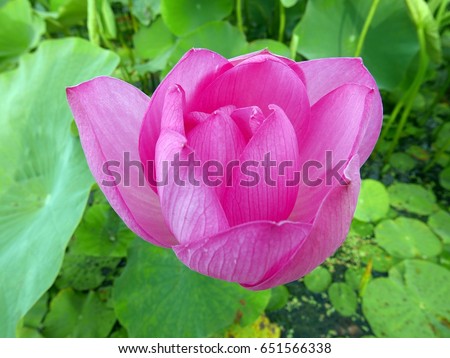 Korea lotus pond and flower