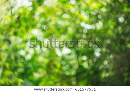 Unfocused photo in the forest. Bokeh background texture for design. Blur photo of green trees.