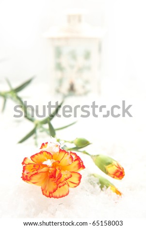 Beautiful carnations and the burning lantern on the snow