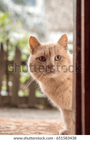 Adorable yellow pet cat peeking on enter door 