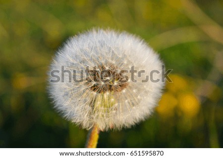 Flower of a dandelion