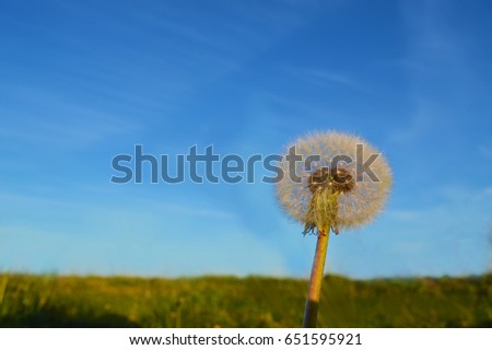 Flower of a dandelion