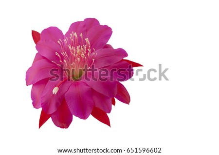 Pink flower of Epiphyllum cactus. Pink flower of Epiphyllum cactus isolated on white background.