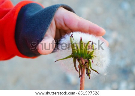 Flower of a dandelion in hands