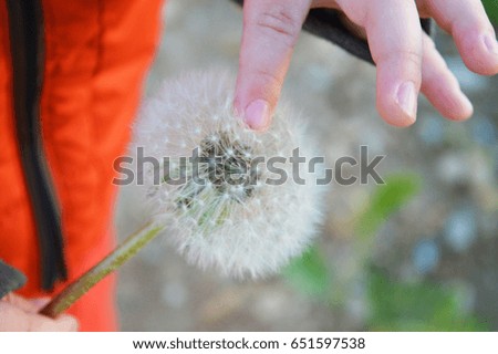Flower of a dandelion in hands