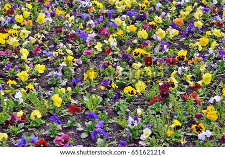 Set of multicolored small flowers of pansies, background

