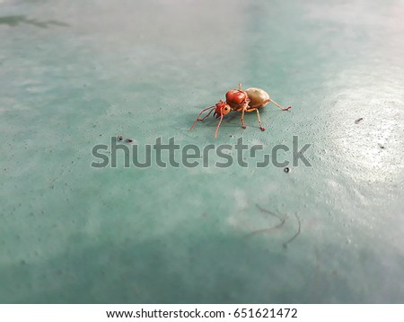 The queen of ants