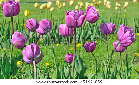 Large heads of tulips lilac in the flowerbed