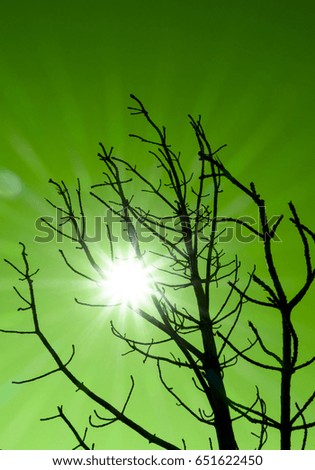 Sunlight through the branches of a tree. Photo texture. Conceptual photo with idea. Bright green sky
