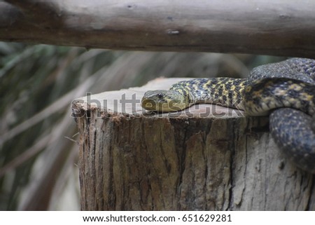 Rattle Snake on a wooden log 