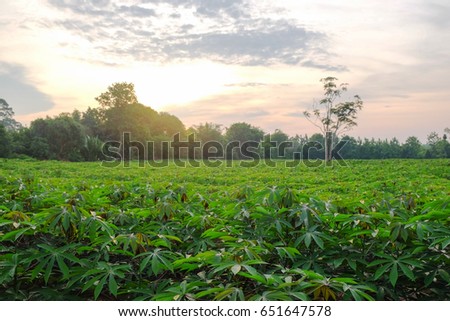 a front selective focus picture of cassava field in organic farm 