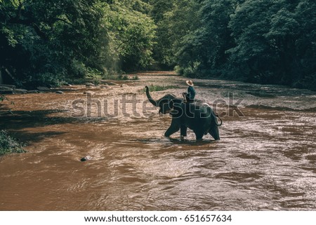 Elephants in the river of Thailand