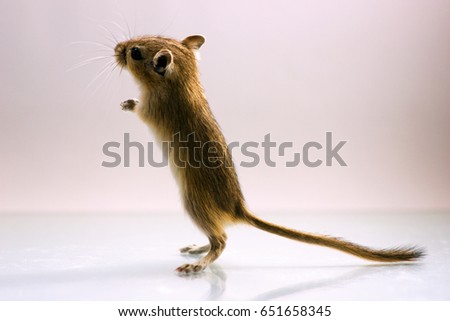 Fluffy cute rodent - gerbil on white  background