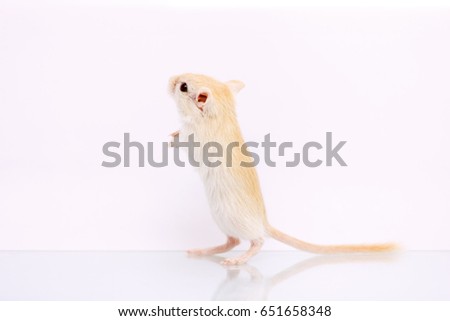 Fluffy cute rodent - gerbil on white  background