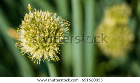 White flower and a bee close up photography. Macro photo with insect isolated. Photography flower and honeybee details.