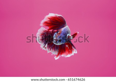 Capture the moving moment of siamese fighting fish isolated on pink background.