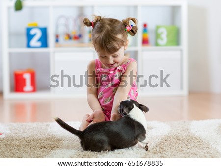 Child girl playing with chihuahua pet dog indoor