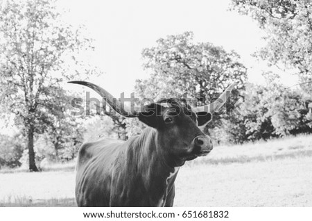 Monochrome image of texas longhorn cow on rural country farm.  Great for agriculture graphics of western bovine cattle.
