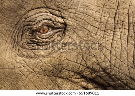 Beautiful close up eye of an elephant in Chitwan Park, Nepal.