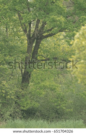 Trees on a green meadow