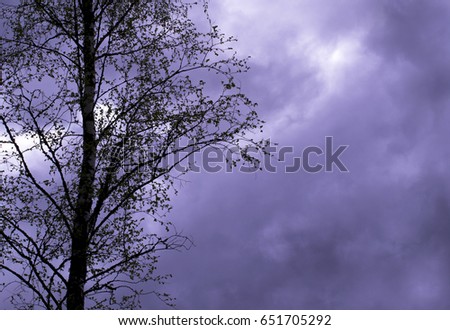 terrible and mysterious picture violet light through the branches of a lonely tree. the concept of loneliness, fears