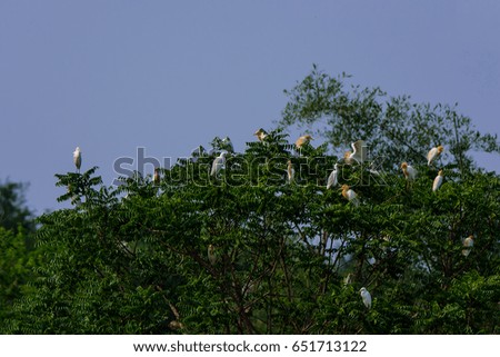 Birds sitting on the branches