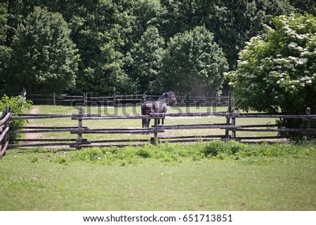Thoroughbred stallion standing in summer corral against green natural background Royalty-Free Stock Photo #651713851