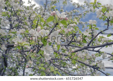 spring, primrose, flower petals on the tree, the tree blooms in may with beautiful flowering Apple trees