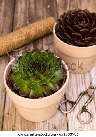 Pot with flower, thread, scissors