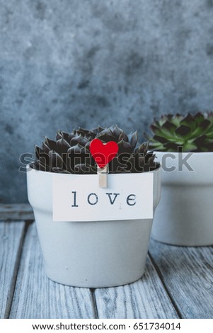 Pot with a flower, on the clothes-pin is affixed the inscription "love"
