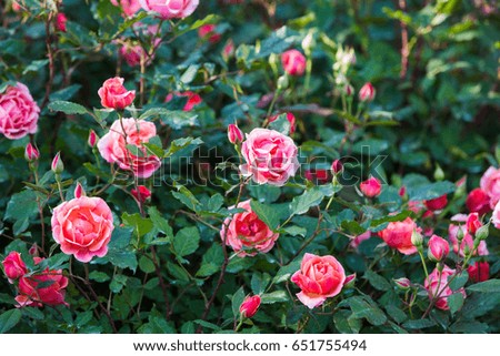 Roses flowering in garden