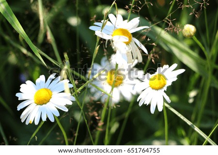 Daisy Flower 